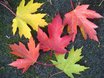 leaves